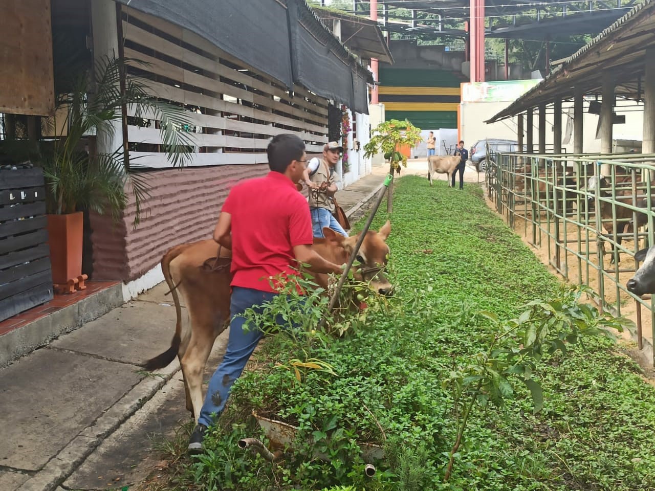Dos estudiantes del programa de Zootecnia conducen un bovino al área de exhibición