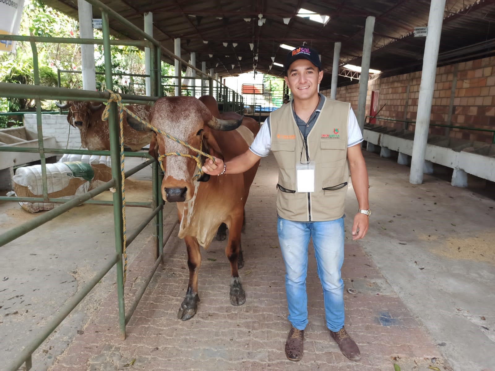 Un estudiante del programa de zootecnia asegura un bovino de la raza Gyr próximo a exhibirse.